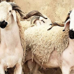 أضاحي العيد
