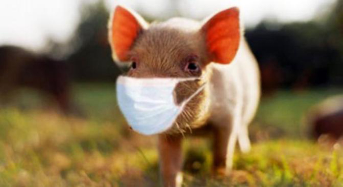 انفلونزا الخنازير